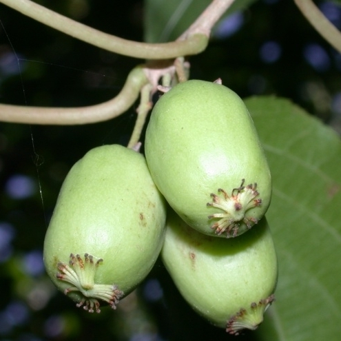 Превью изображения