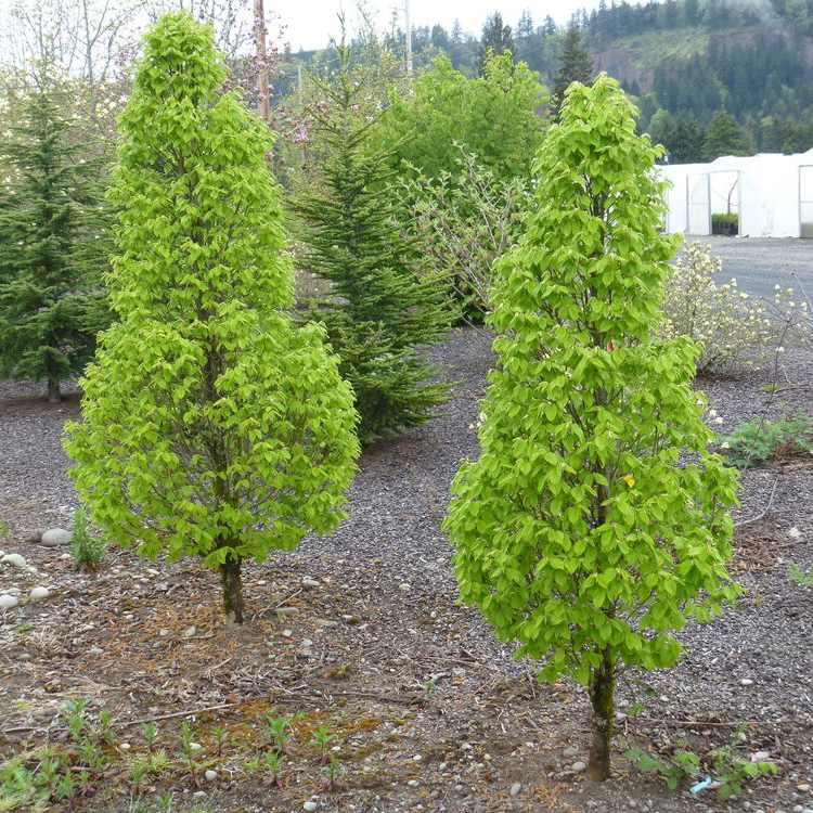 Превью изображения