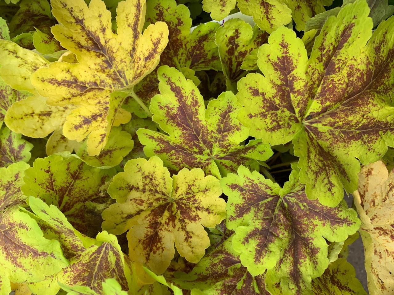 Превью изображения