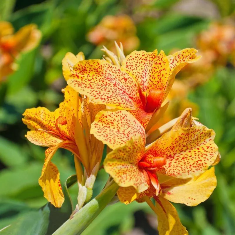 Превью изображения