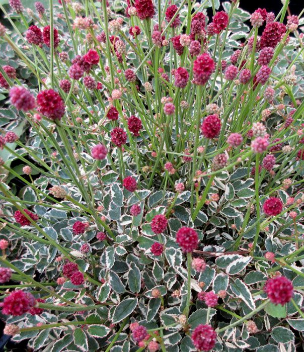 Превью изображения