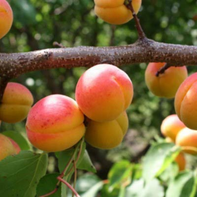 Превью изображения