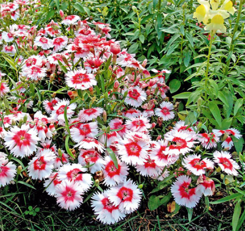 Превью изображения