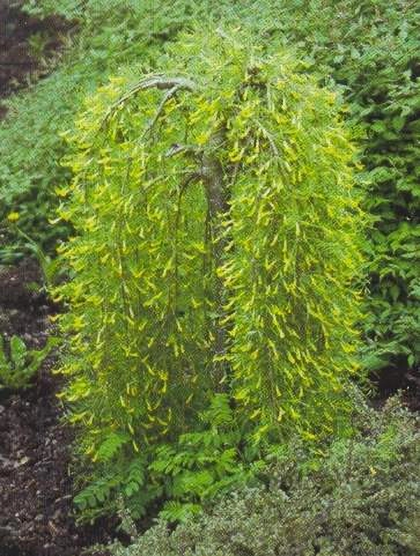 Превью изображения