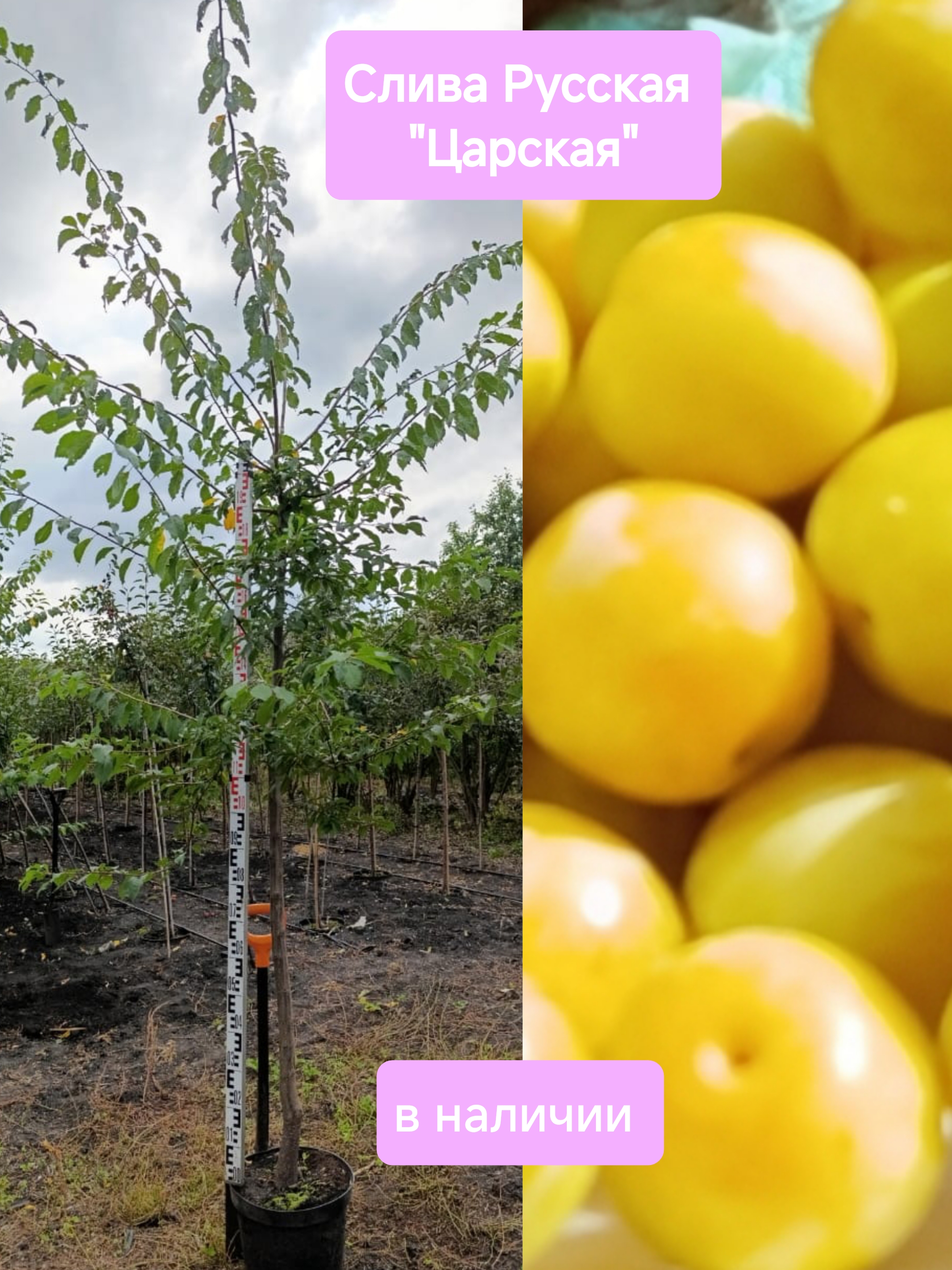 Превью изображения