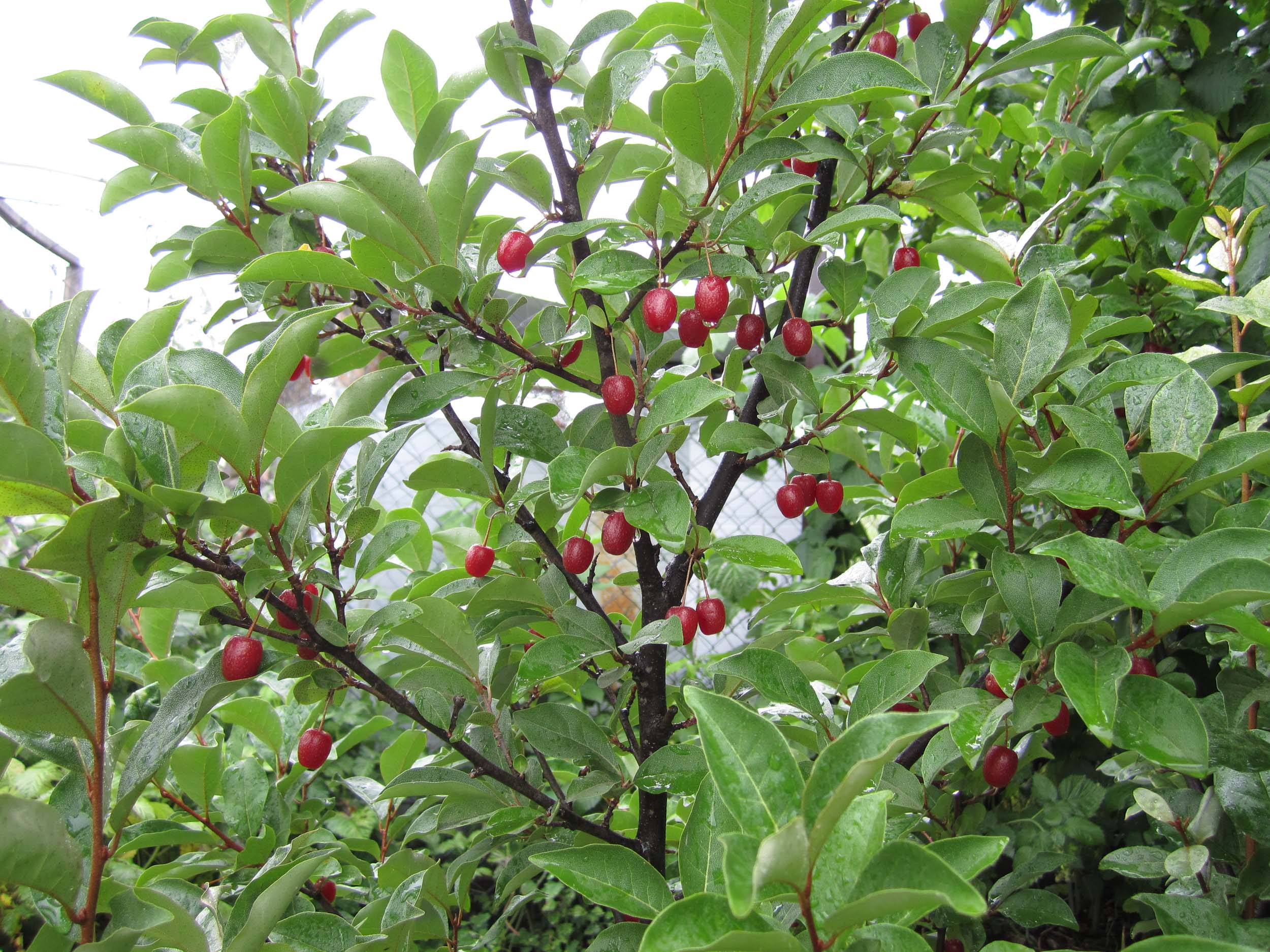 Превью изображения