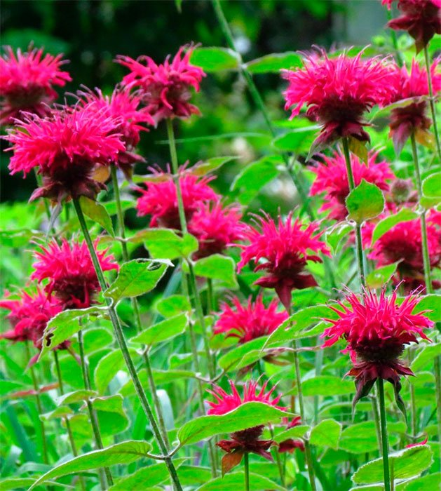 Превью изображения