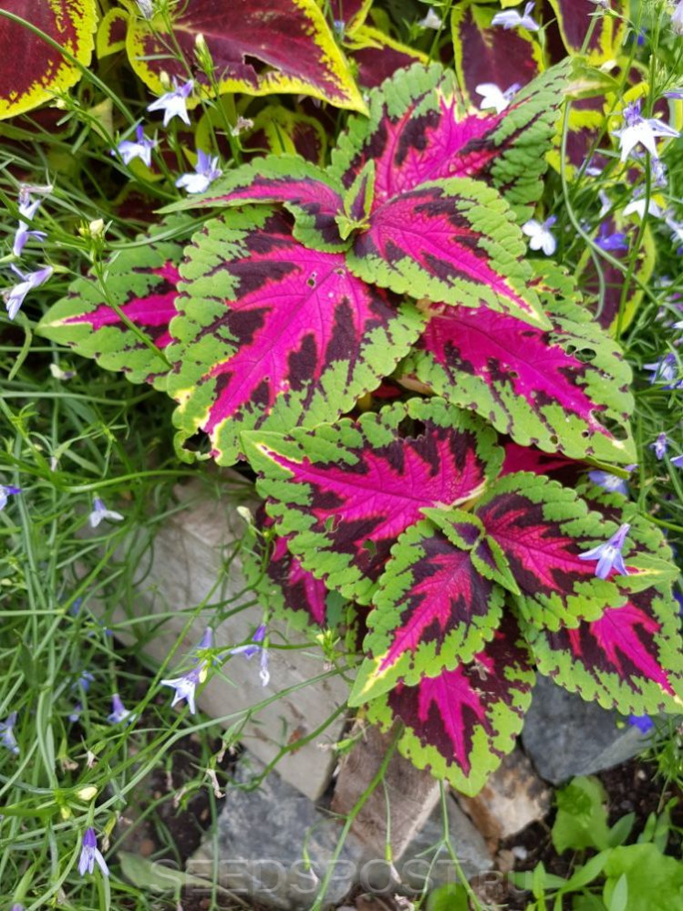 Превью изображения