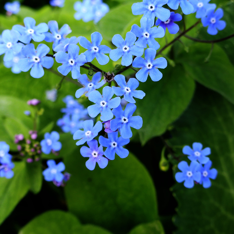 Превью изображения