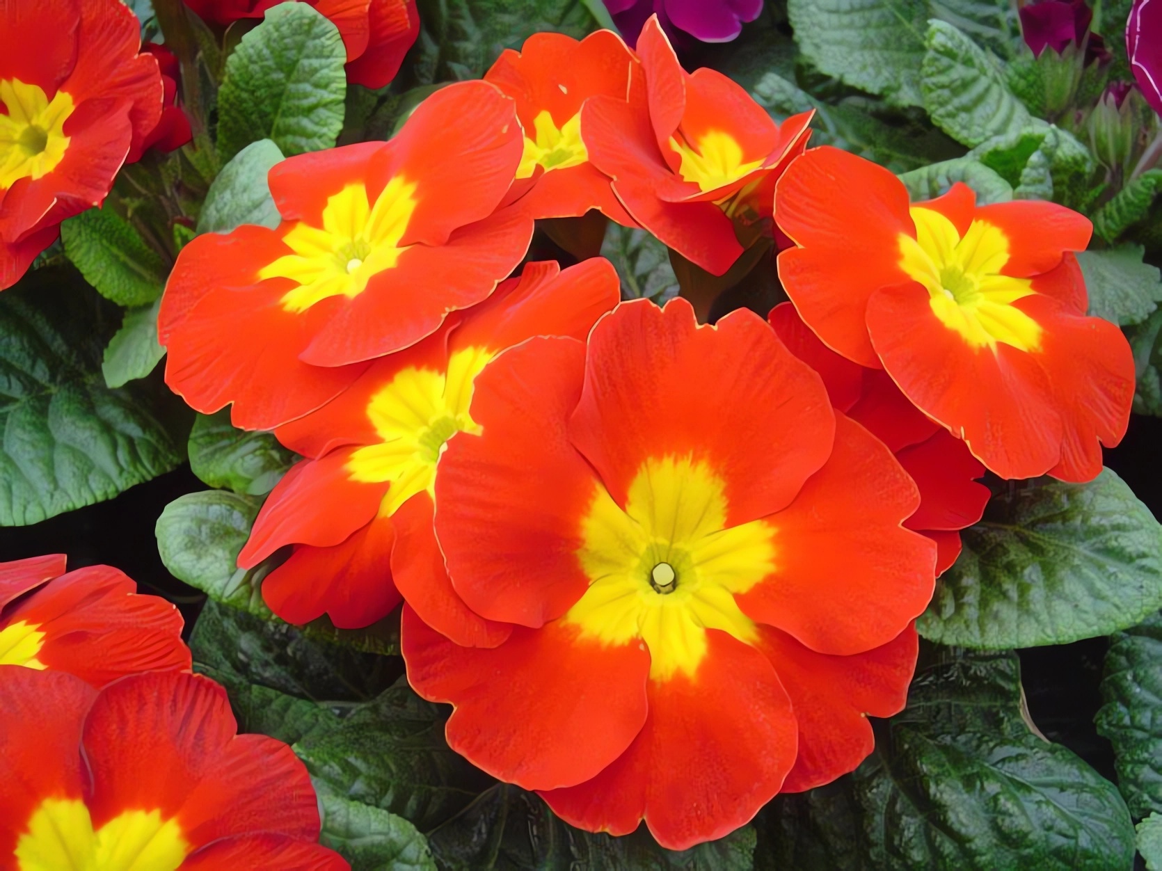 Превью изображения