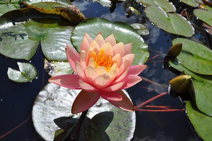 Превью изображения