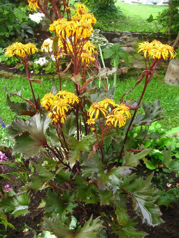 Превью изображения