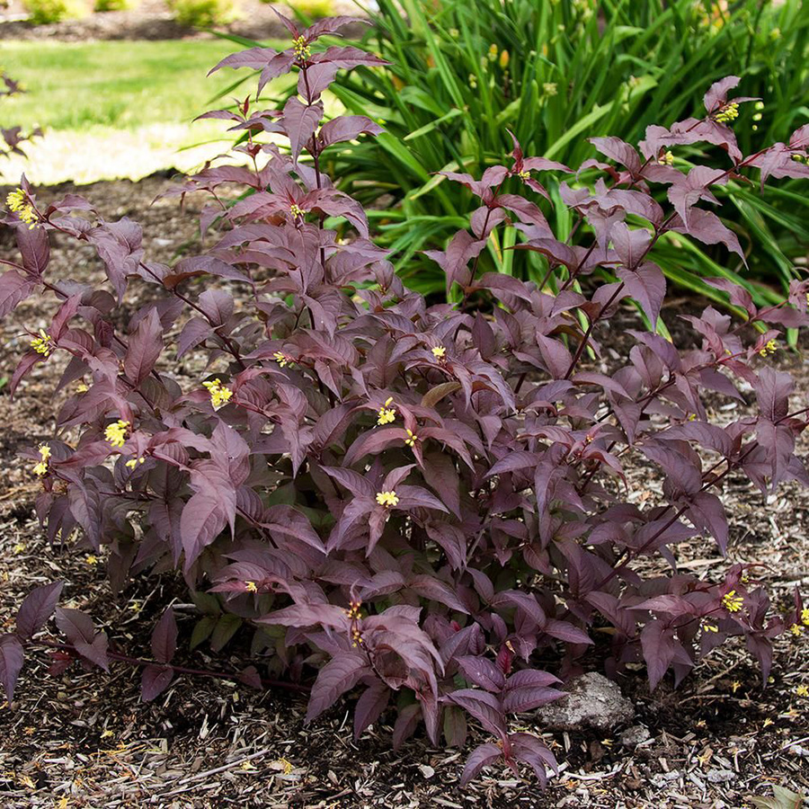 Превью изображения