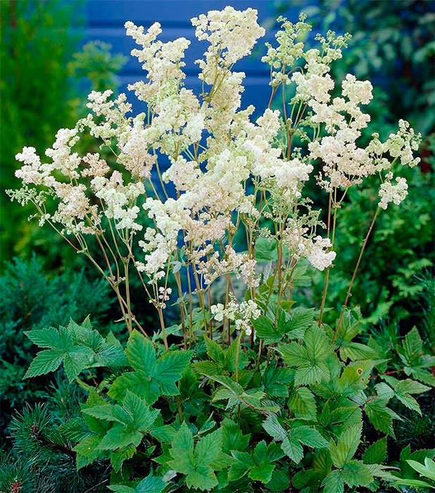 Превью изображения