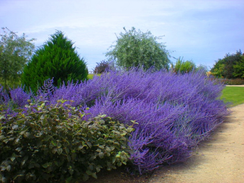 Превью изображения