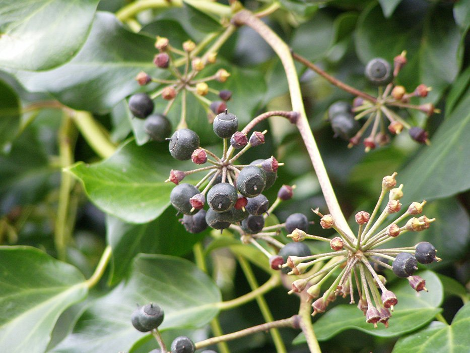 Превью изображения