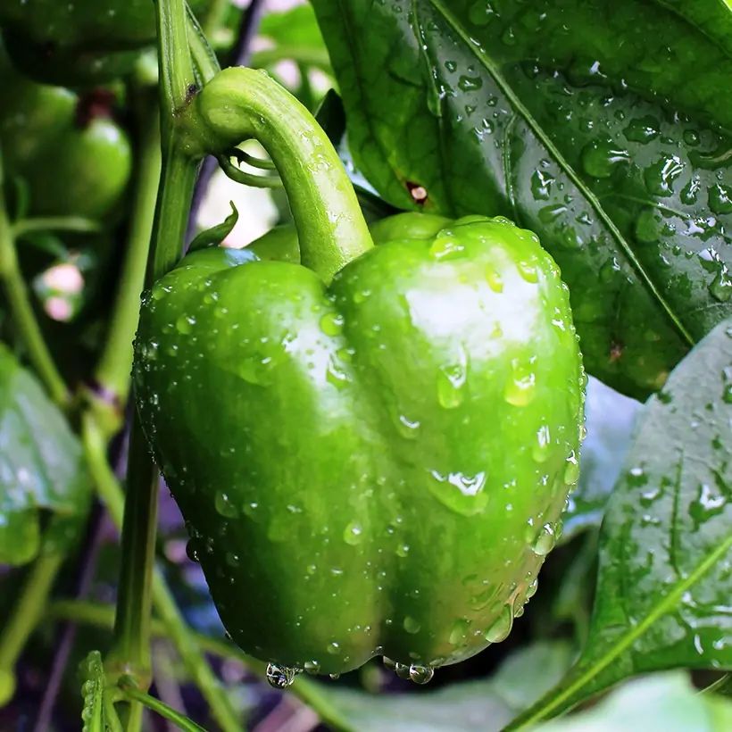 Превью изображения