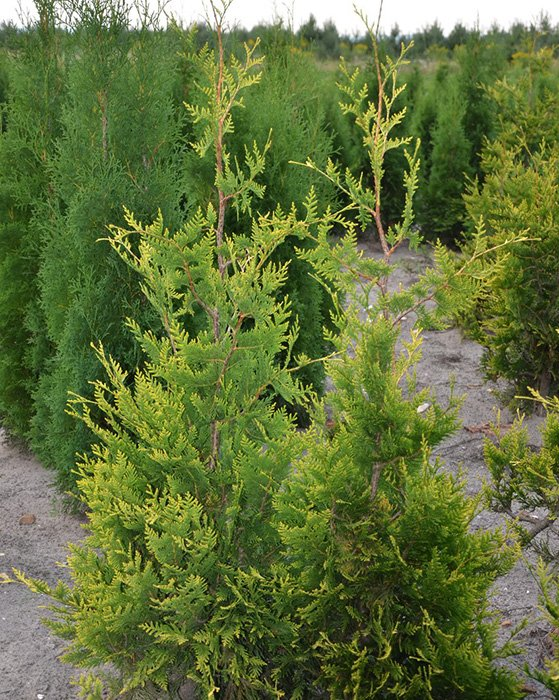 Превью изображения