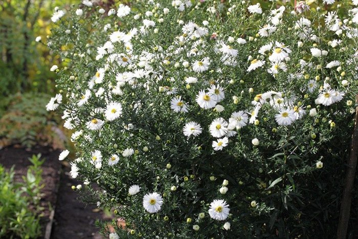 Превью изображения