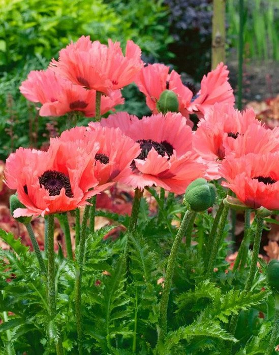 Превью изображения