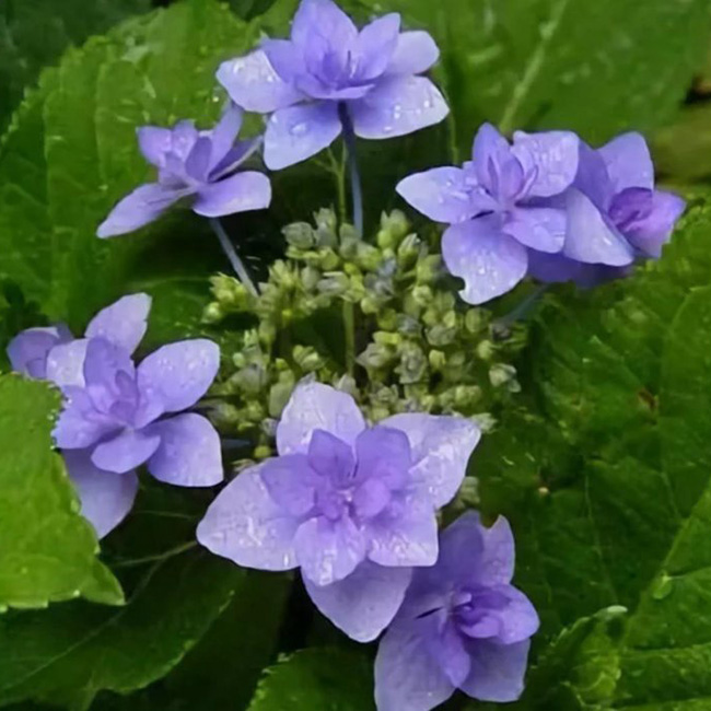 Превью изображения