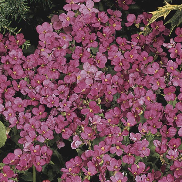 Превью изображения