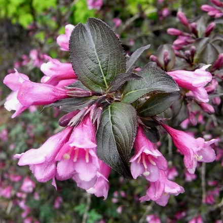 Превью изображения