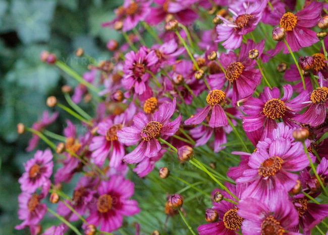 Превью изображения