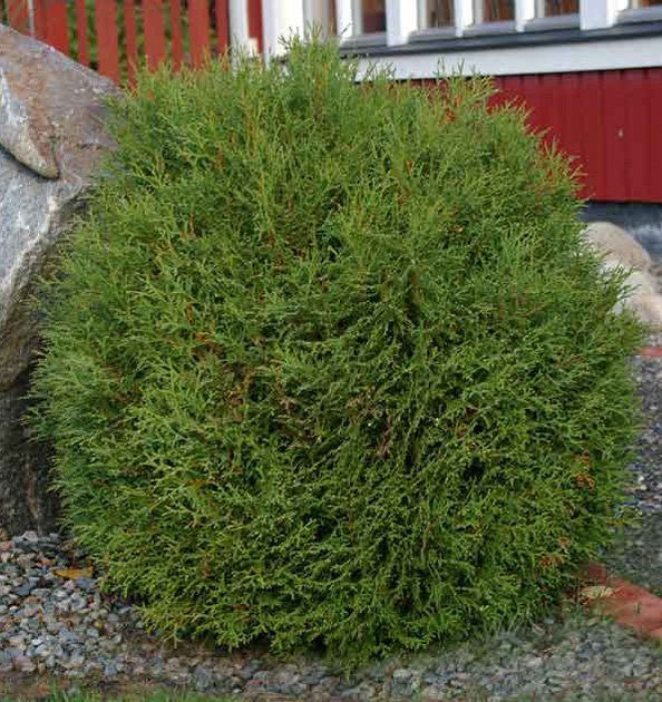 Превью изображения