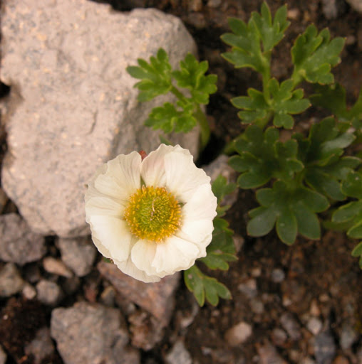 Превью изображения