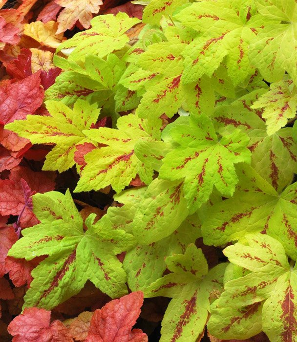 Превью изображения