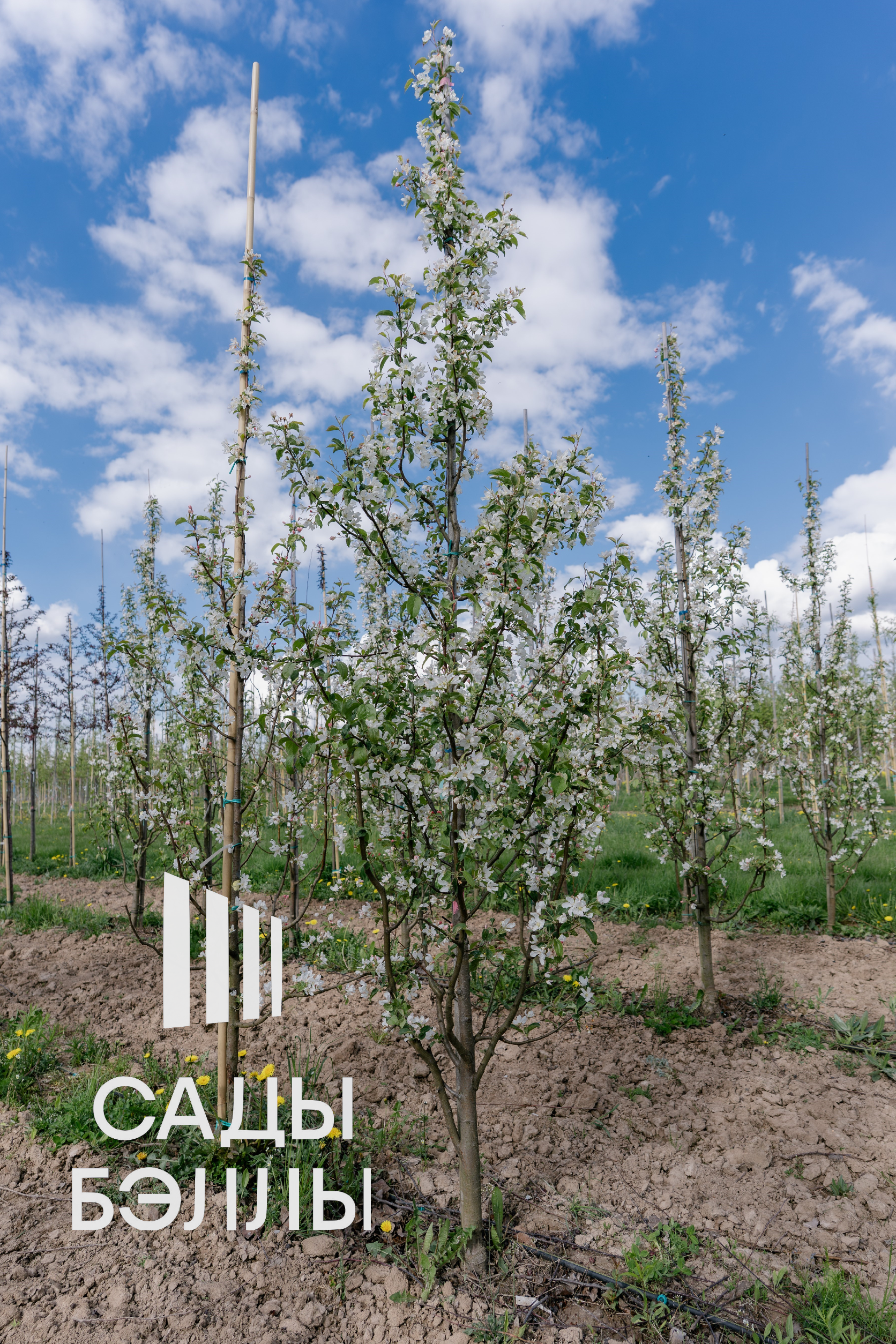 Превью изображения