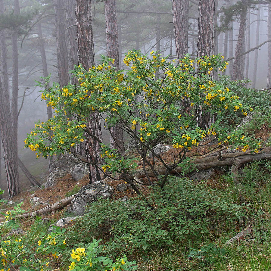 Превью изображения