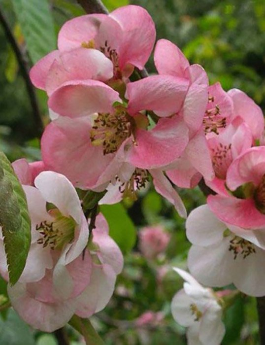 Превью изображения