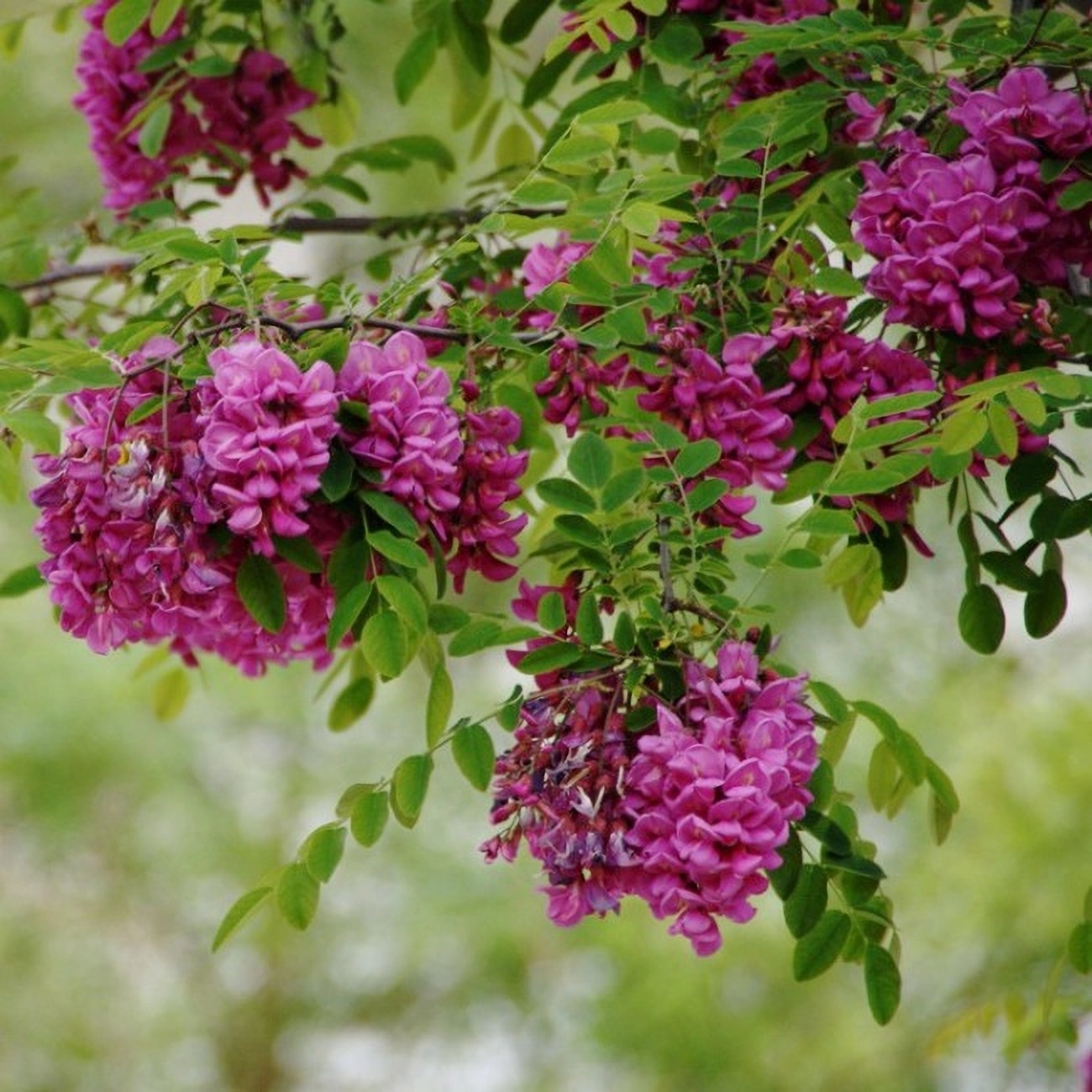 Превью изображения