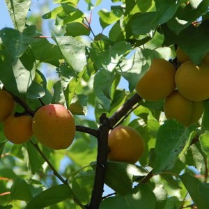 Превью изображения