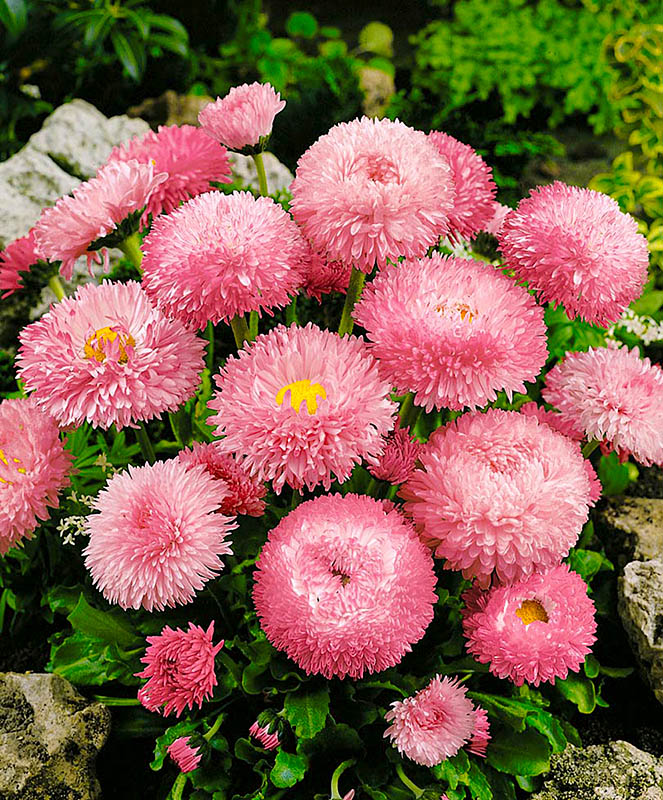 Превью изображения