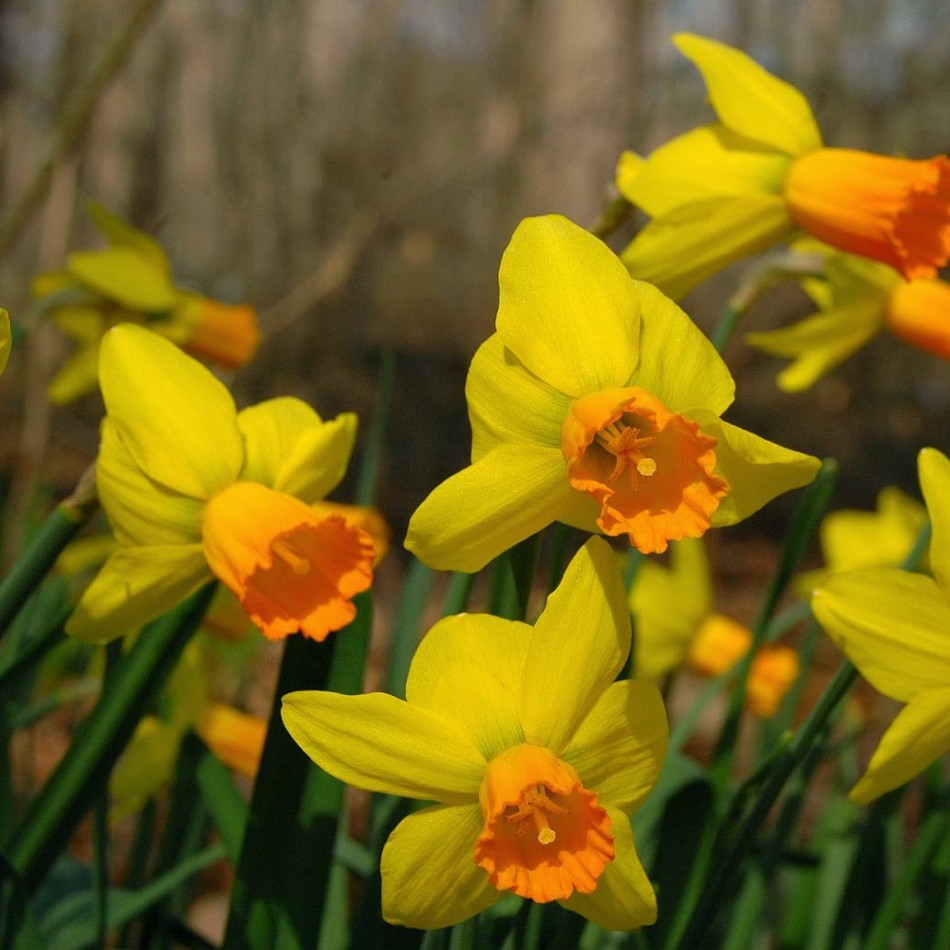 Превью изображения