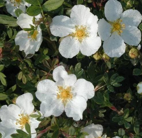 Превью изображения