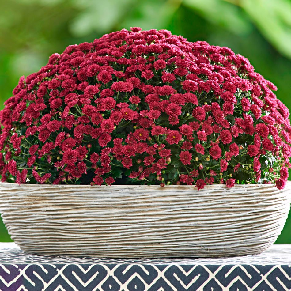 Превью изображения