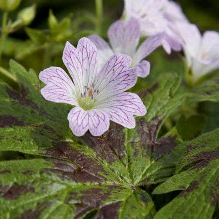 Превью изображения