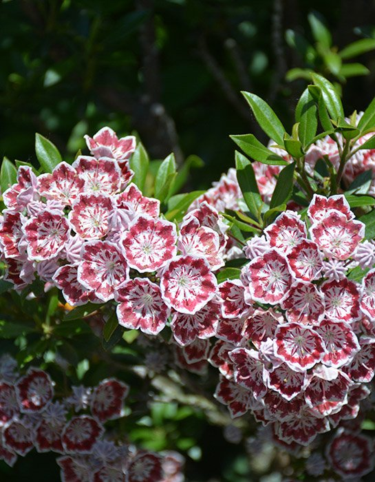 Превью изображения