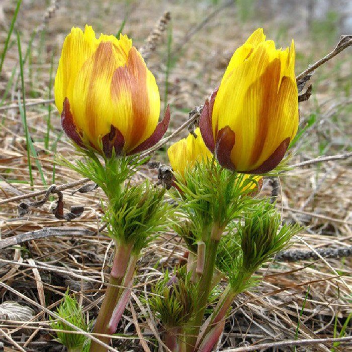 Превью изображения