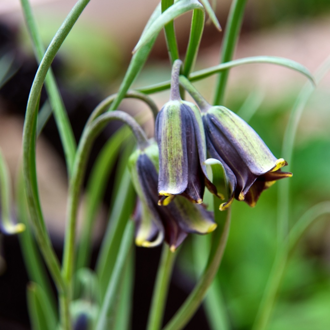 Превью изображения