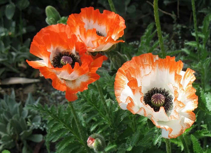 Превью изображения