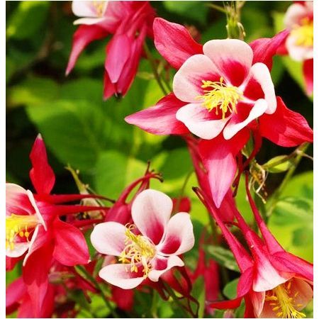 Превью изображения