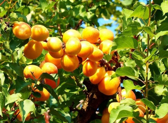 Превью изображения