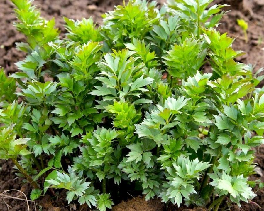 Превью изображения