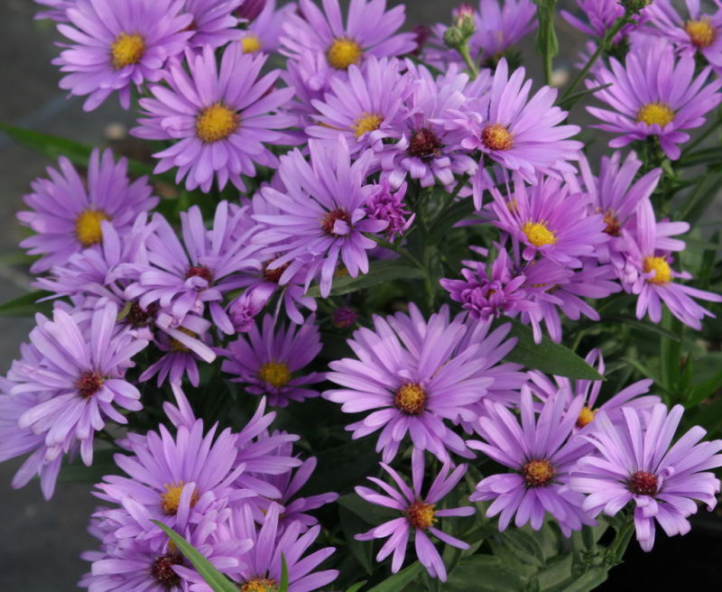 Превью изображения