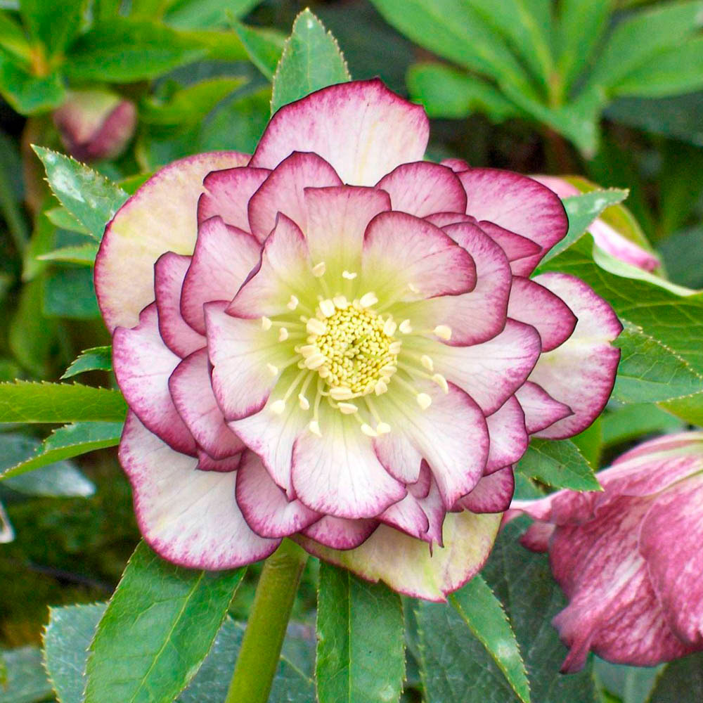 Превью изображения